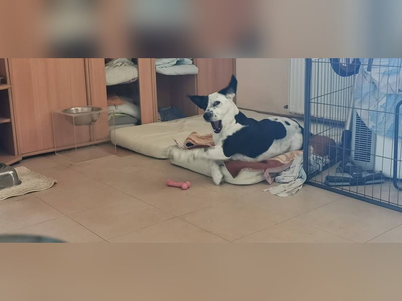 Felix: Traumhund mit Handicap