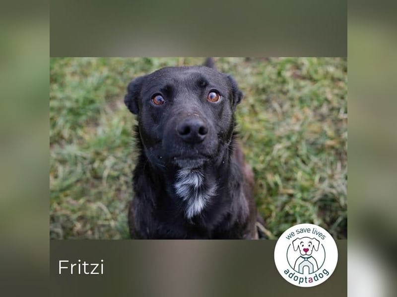 Fritzi: sucht dich!