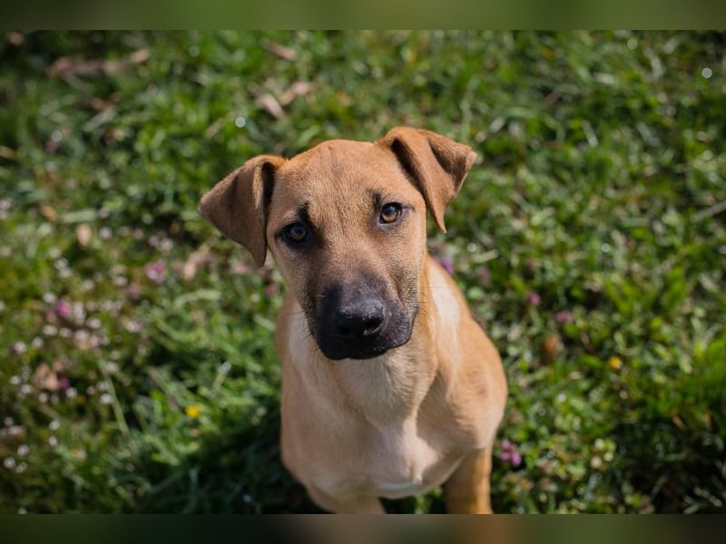 Chip 271274 sucht ein Zuhause