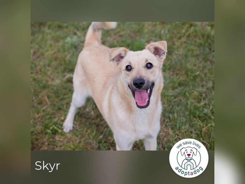 Skyr sucht ein Zuhause