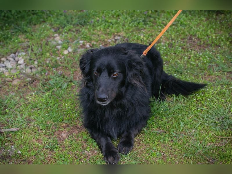 Bella Ember sucht ein Zuhause