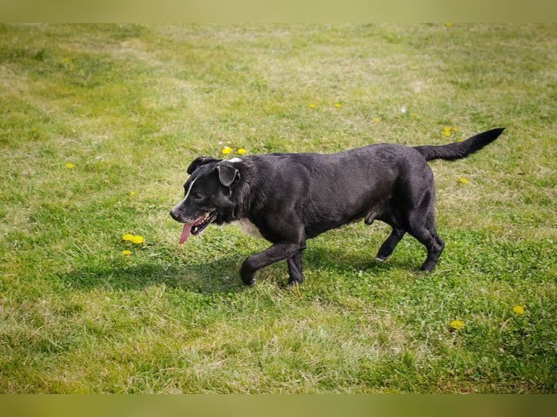 Sherlock: Nie zu alt für ungebrochene Lebensfreude