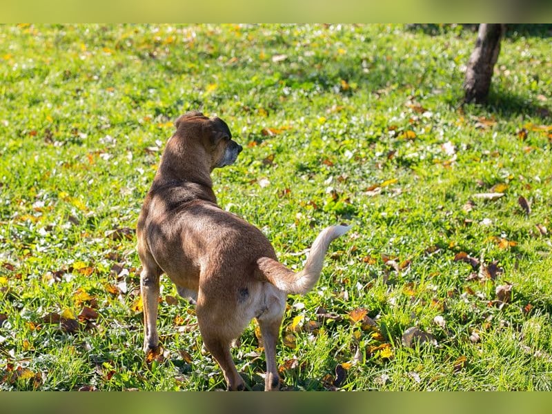 Arjeta: Treue Begleiterin an deiner Seite