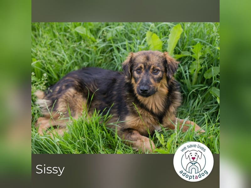 Sissy sucht ein Zuhause