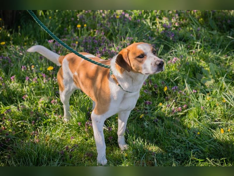 Mogli sucht ein Zuhause