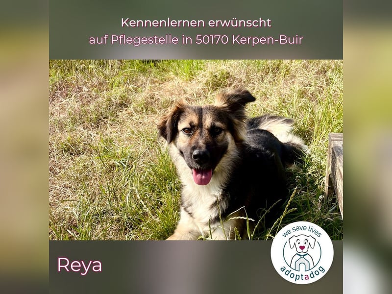 Reya: Wunderschön und voller Energie (auf Pflegestelle in 50170 Kerpen-Buir)