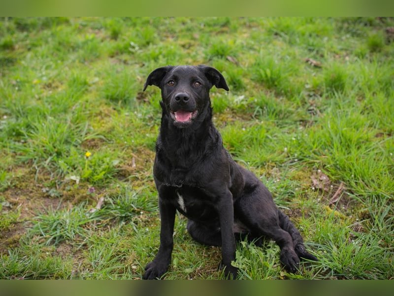 Chip 221493 sucht ein Zuhause