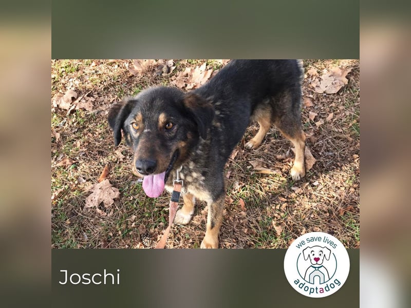 Joschi: Vertrauen durch Geduld
