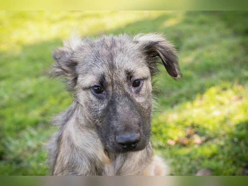 Chip 269459 sucht ein Zuhause