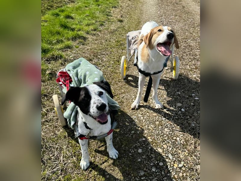 Felix: Traumhund mit Handicap