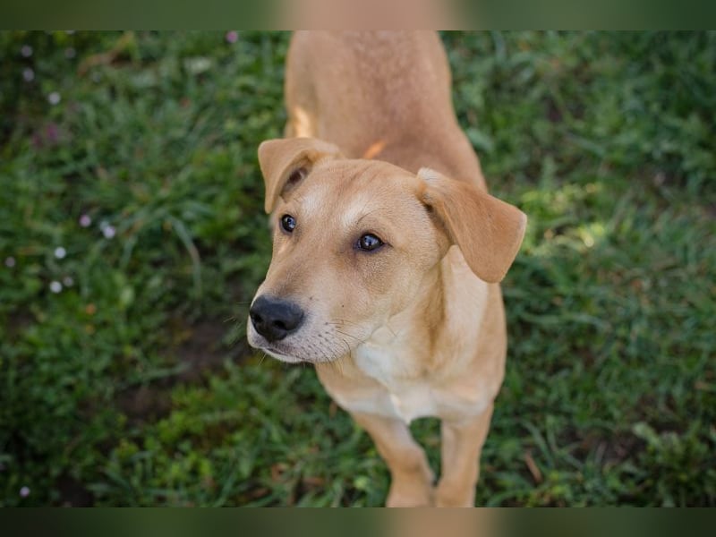 Chip 271243 sucht ein Zuhause