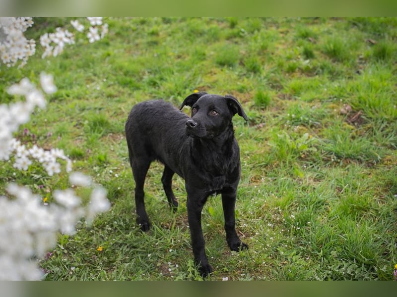 Chip 221493 sucht ein Zuhause