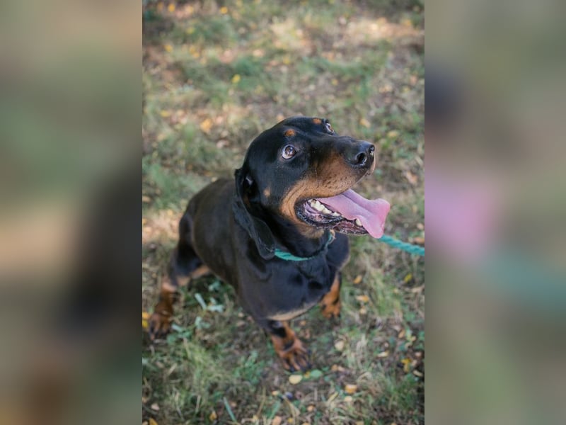 Chip 2217375 sucht ein Zuhause
