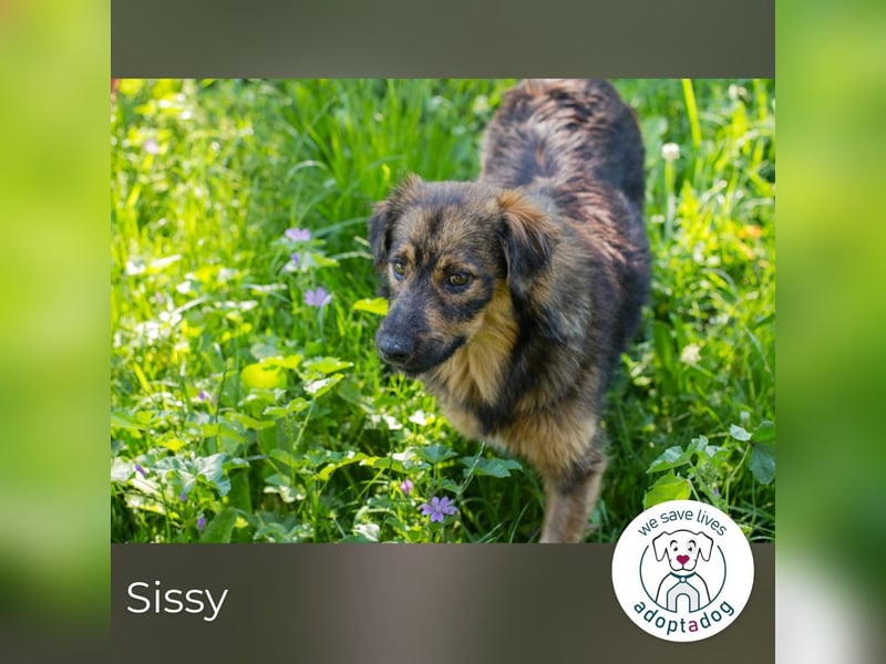 Sissy sucht ein Zuhause