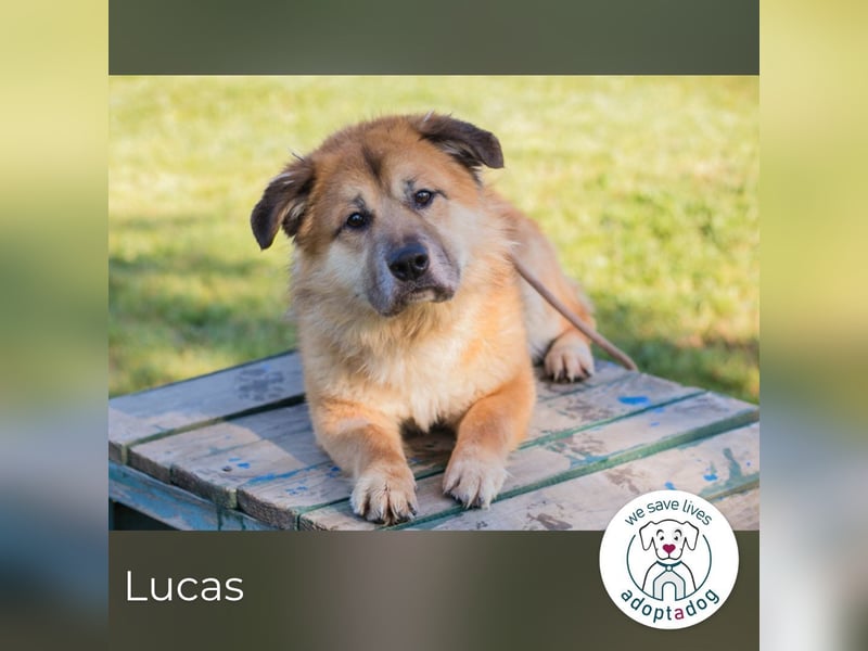 Lucas 256431 sucht ein zu Hause