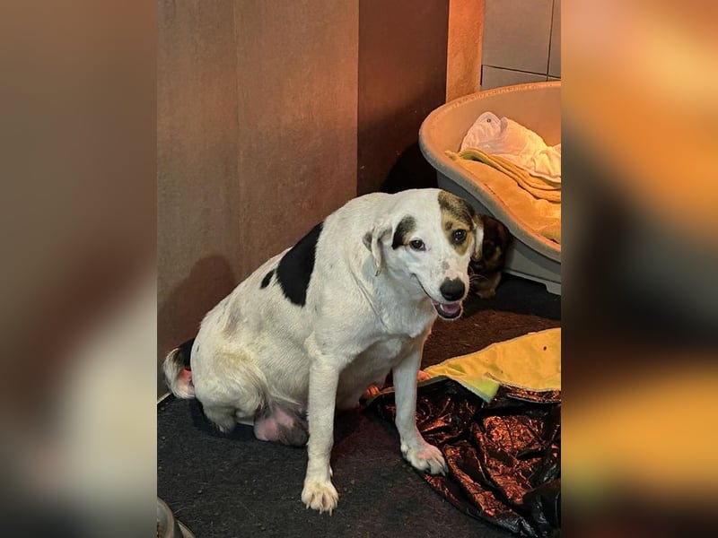 Kira sucht ein Zuhause