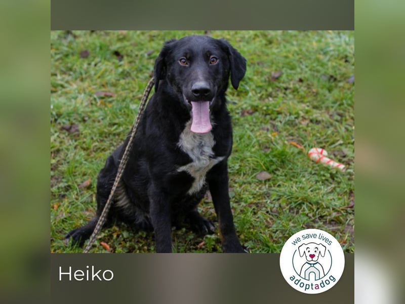 Heiko 259958 sucht ein zu Hause