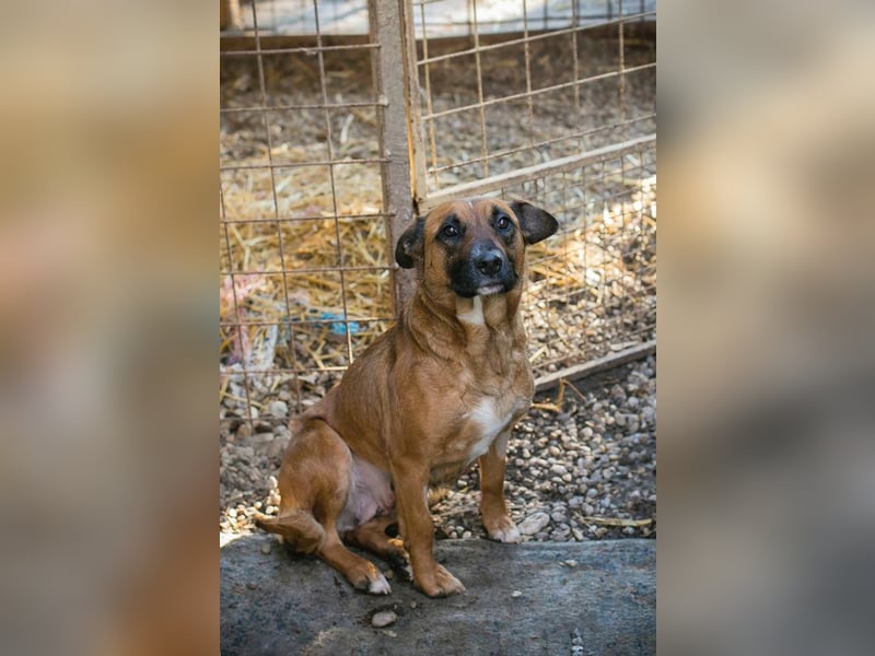 Vanilla sucht ein Zuhause