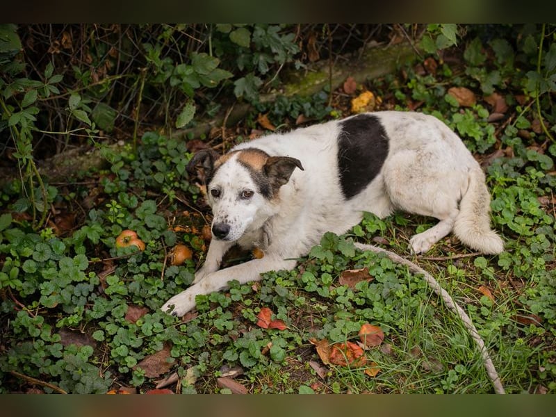 Chip 263382 sucht ein Zuhause