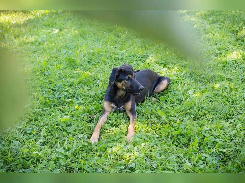 Darcy – Sensible Seele auf der Suche nach Lieblingsmenschen