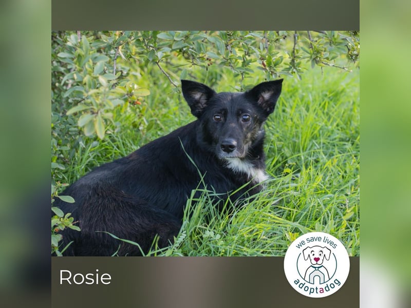 Rosie – sanfte Seele sucht liebevolles Zuhause
