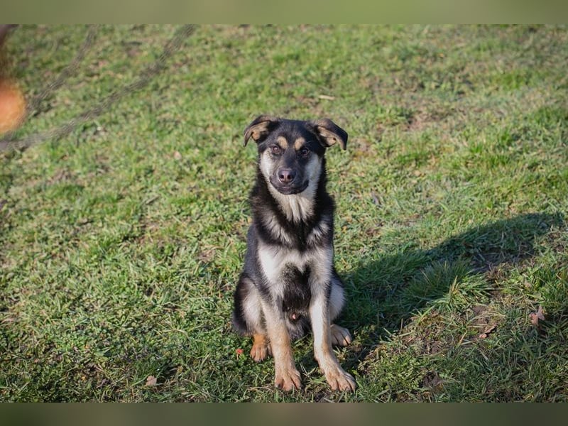 Chip 260490 sucht ein Zuhause