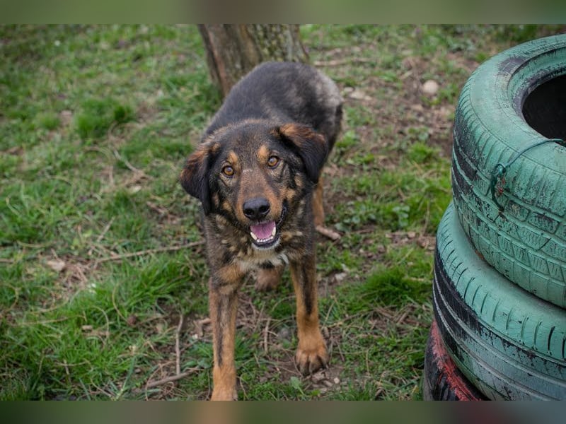 Joschi: Vertrauen durch Geduld