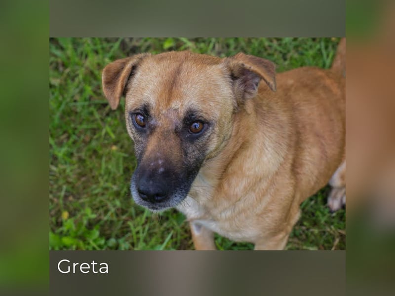 Greta: Liebenswerter Schatz sucht liebevolles Körbchen