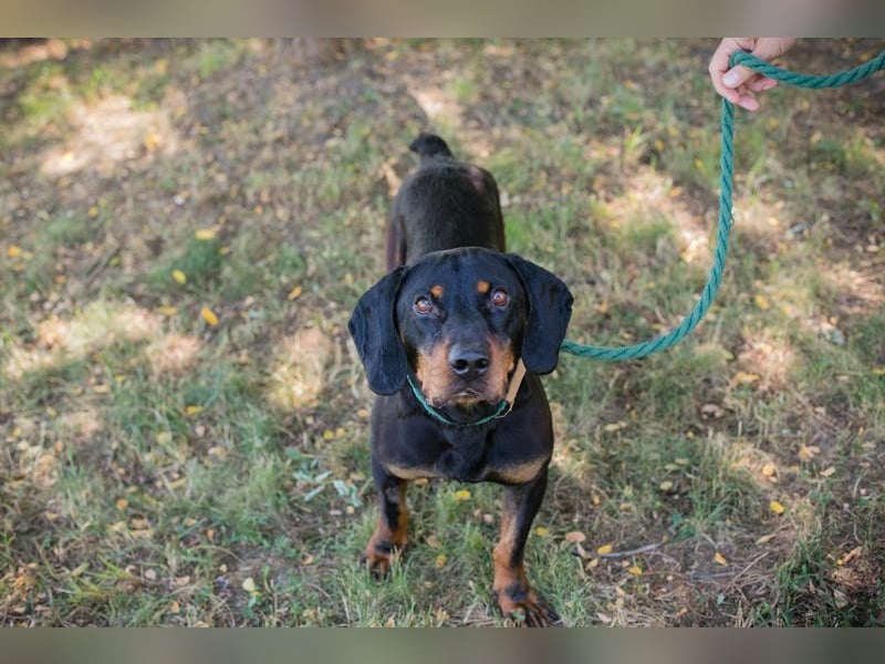 Chip 2217375 sucht ein Zuhause