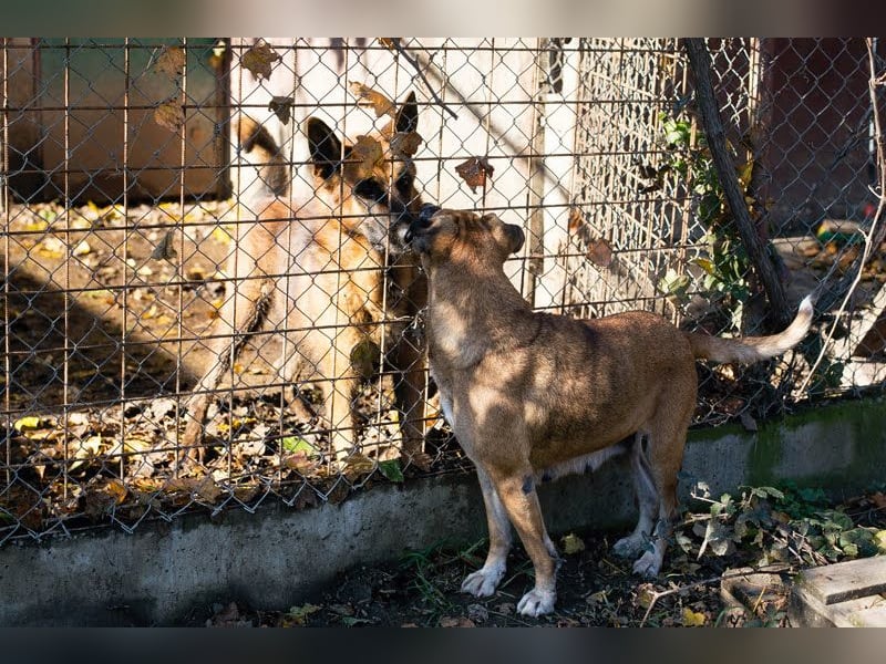 Arjeta: Treue Begleiterin an deiner Seite
