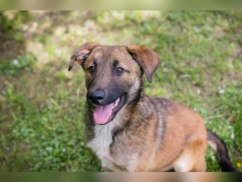 Chip 267512 sucht ein Zuhause