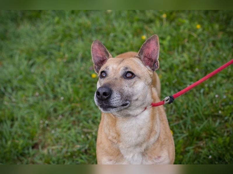 Chip 255040 sucht ein Zuhause