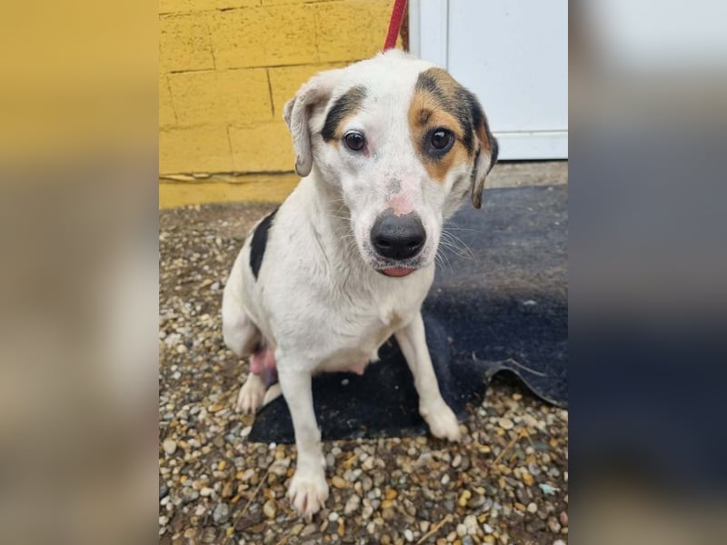 Kira sucht ein Zuhause