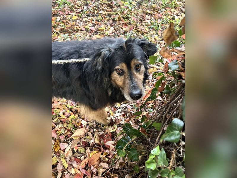 Lennox: treuer Begleiter sucht Familie