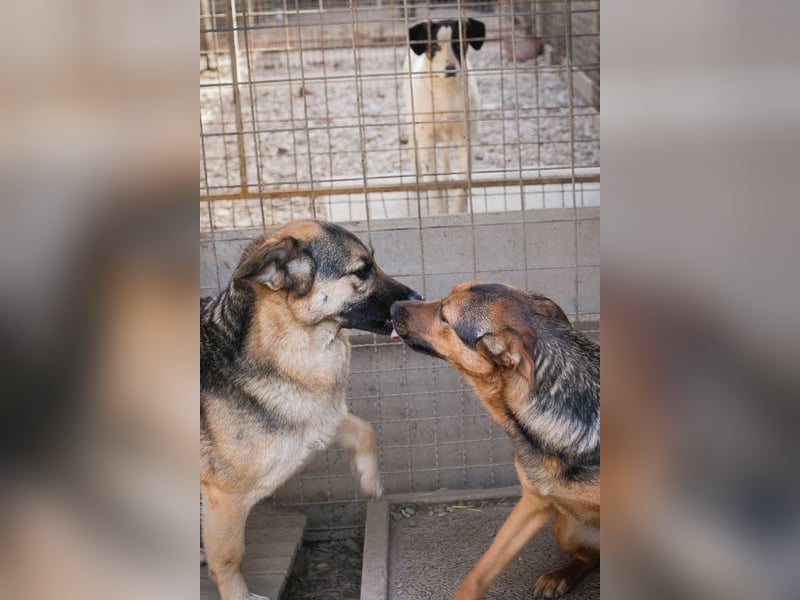 Stina – Königreich gesucht