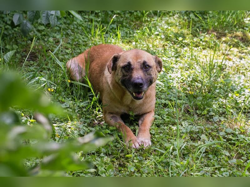 Greta: Liebenswerter Schatz sucht liebevolles Körbchen