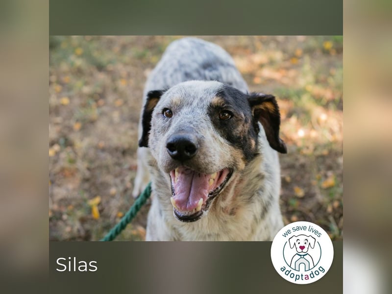 Silas 263693 sucht ein zu Hause