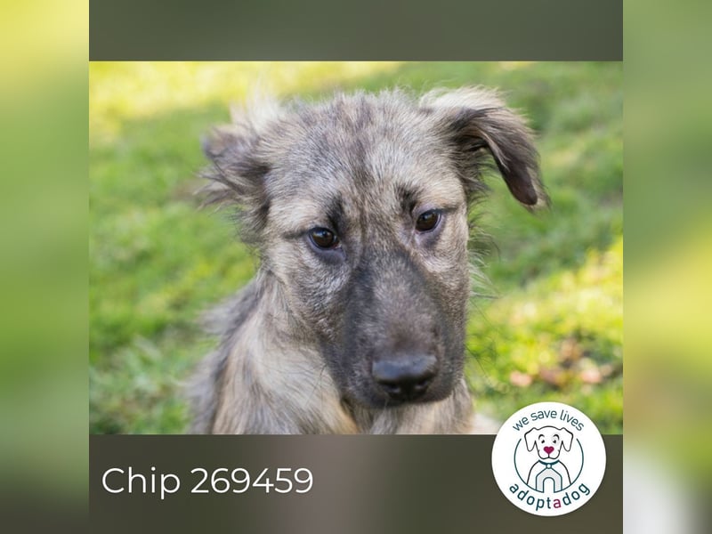 Chip 269459 sucht ein Zuhause