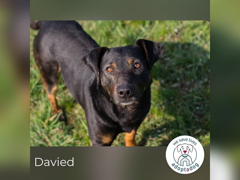 Davied sucht ein Zuhause