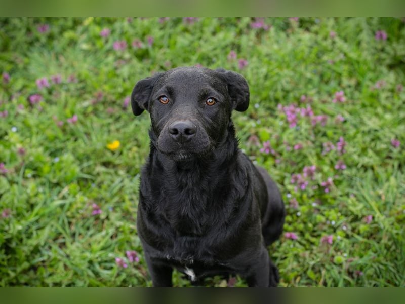 Chip 221493 sucht ein Zuhause