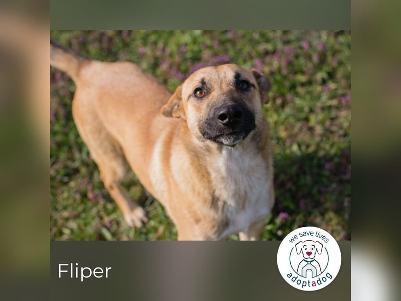 Fliper sucht ein Zuhause