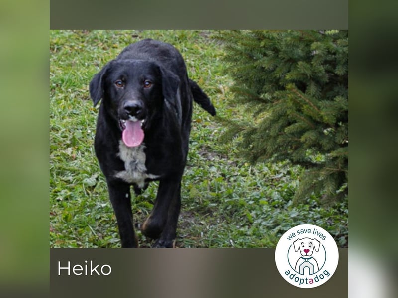 Heiko 259958 sucht ein zu Hause