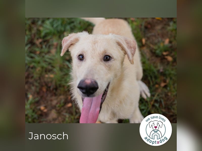 Janosch sucht ein Zuhause
