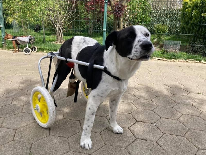 Felix: Traumhund mit Handicap