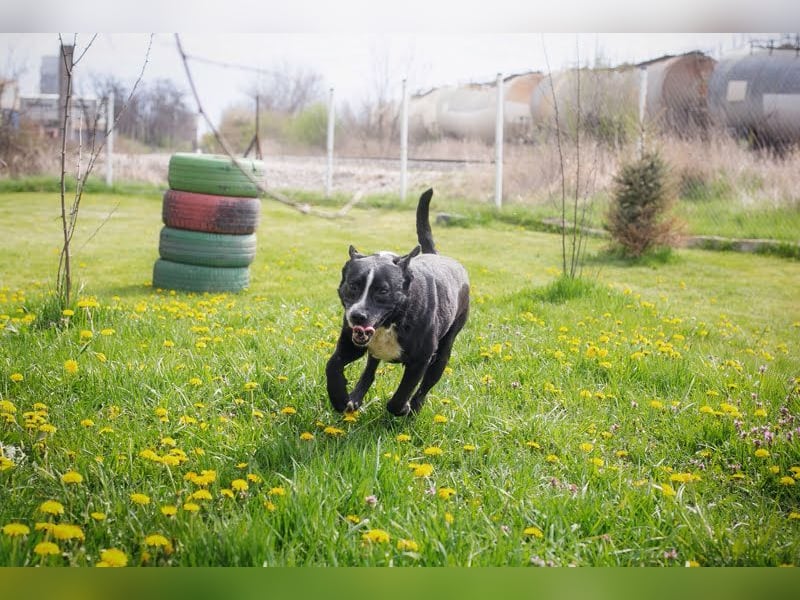 Sherlock: Nie zu alt für ungebrochene Lebensfreude