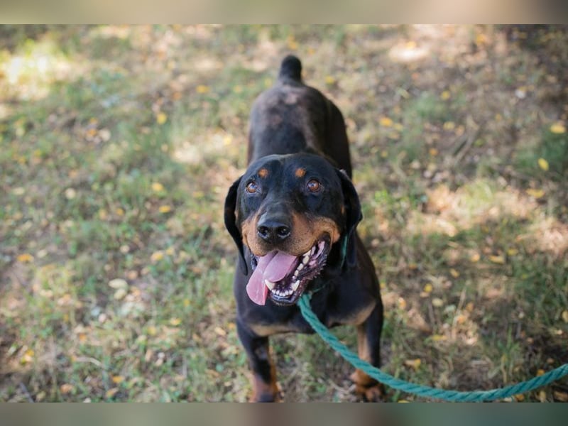 Chip 2217375 sucht ein Zuhause