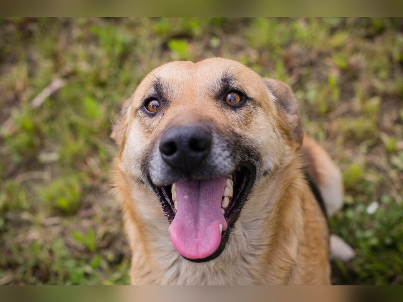 Chip 267225 sucht ein Zuhause