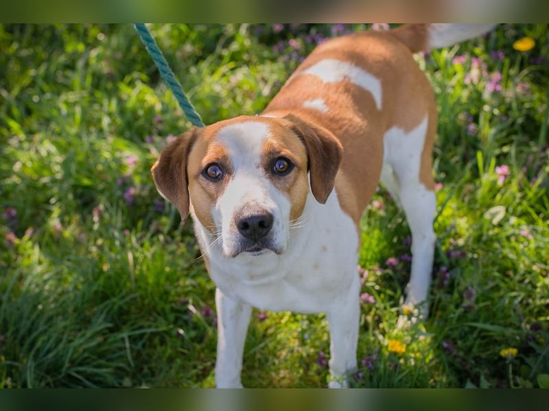 Mogli sucht ein Zuhause