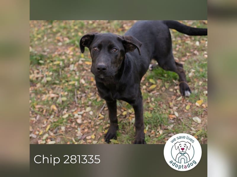 Chip 281335 sucht ein zu Hause