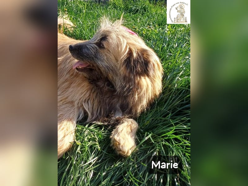 Marie – zu süß für diese Welt, aber kein bisschen aus Zucker!